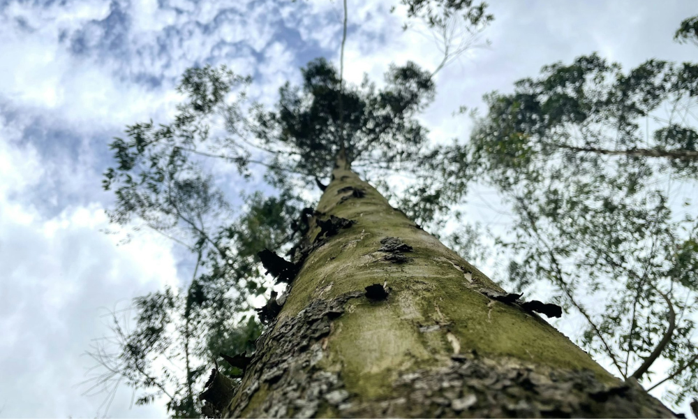Copa de un árbol en el bosque