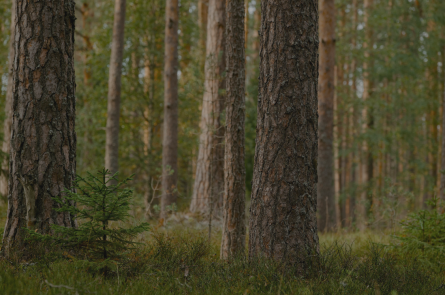 Troncos de árboles en el bosque