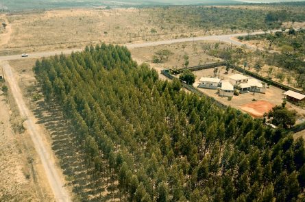 Bosque verde con gran cantidad de árboles